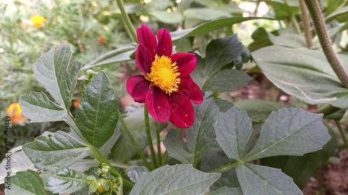 A Beautiful Dahlia Red Flower 
 photo