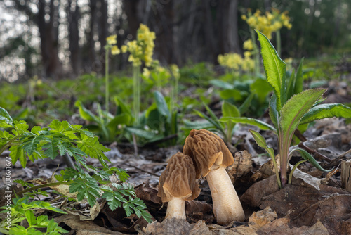Edible spring mushrooms Verpa bohemica with Primula veris in the background. Known as early false morel, wrinkled thimble morel or wrinkled thimble-cap morel. photo