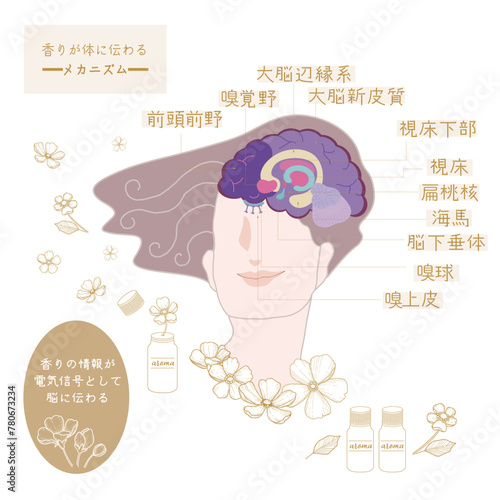 香りが体に伝わるメカニズム_4・嗅覚の伝導路