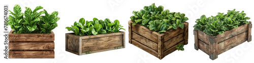Wooden Box Full Of Sorrel Hyperrealistic Highly Detailed Isolated On Transparent Background Png photo