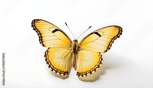 Beautiful yellow butterfly on a white background. The concept of caring for natural diversity and preserving rare species of insects. 