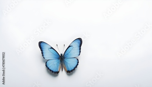 Beautiful blue butterfly on a white background. The concept of caring for natural diversity and preserving rare species of insects. 