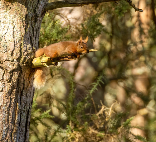 Red squirrel lying across the branch of a tree in the forest © Sarah