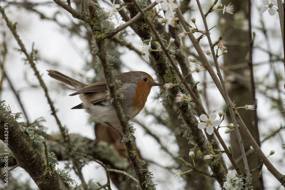 Robin red breast Erithacus rubecula perched in a tree with blossom in the spring Robin red breast Erithacus rubecula perched in a tree with blossom in the spring