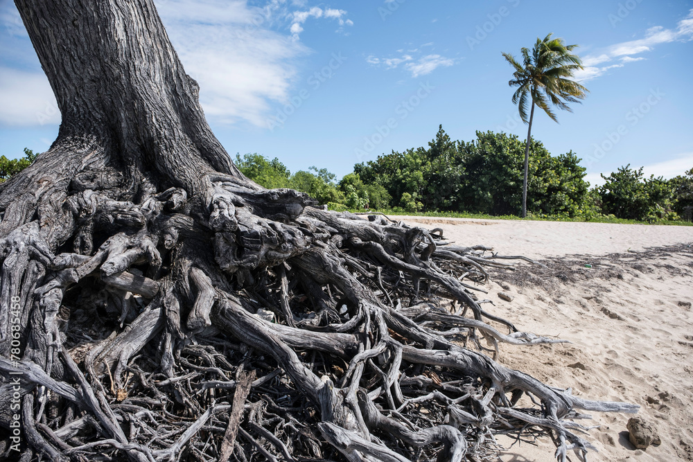 TREE ROOTS ON A BEACH OF TRINIDAD CUBA