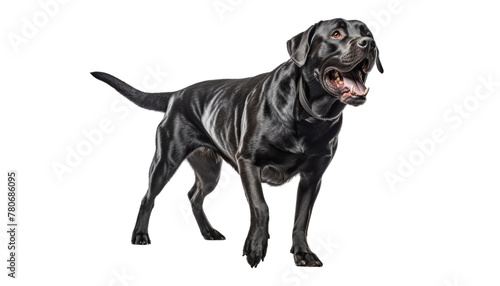 black great dane dog isolated on transparent background cutout