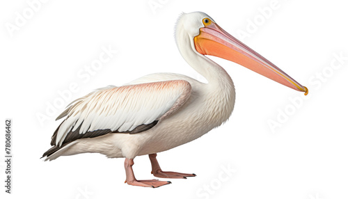 pelican isolated on transparent background cutout