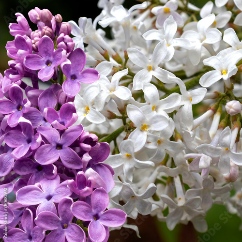 image of white and purple lilac