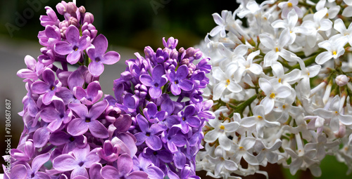 image of white and purple lilac