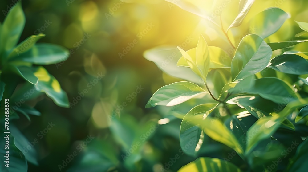 Obraz premium Nature of green leaf in garden at summer. Natural green leaves plants using as spring background cover page greenery environment ecology wallpaper