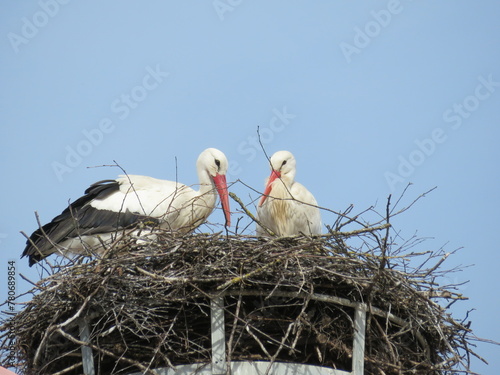 Störche im Nest photo