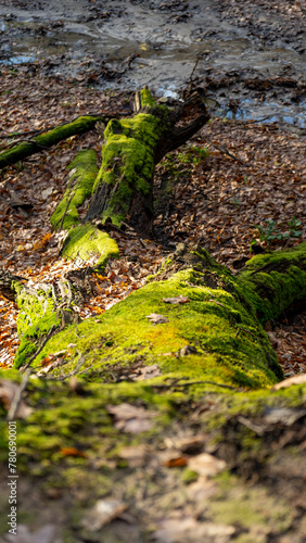 green moss