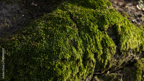 green moss