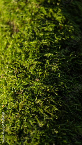 green moss