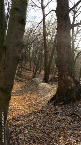 path in the forest