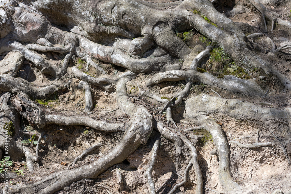 texture of gnarled roots at public park wood, Stuttgart texture of gnarled roots at public park wood, Stuttgart