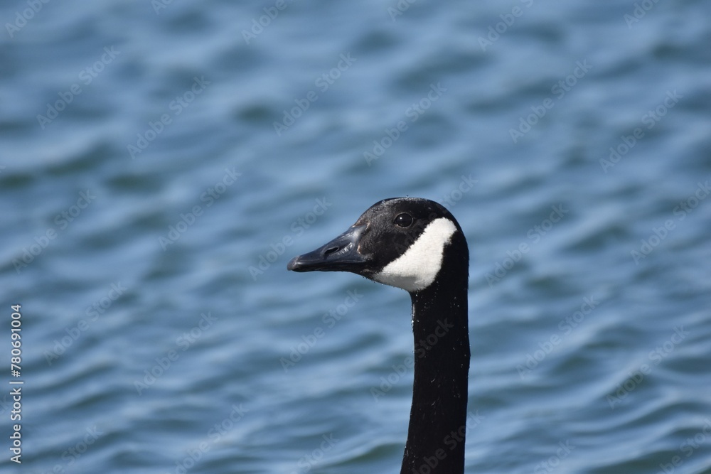 Waterfowl at the wastewater.