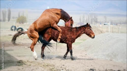 Brown horses copulate in the yard rural scene, pair of mating horses. Two horses coupling. photo