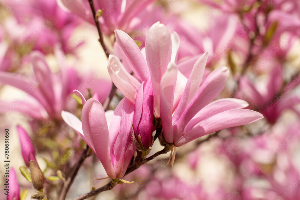 magnolia tree blossom in springtime. tender pink flowers bathing in sunlight. warm april weather. magnolia tree blossom in springtime. tender pink flowers bathing in sunlight. warm april weather.