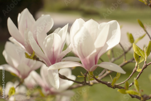 magnolia tree blossom in springtime. tender pink flowers bathing in sunlight. warm april weather. © Tatsiana