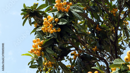 Tableau sur toile Branch of a loquat medlar fruit plant with ripe sweet yellow fruits and leaves against a blue sky background