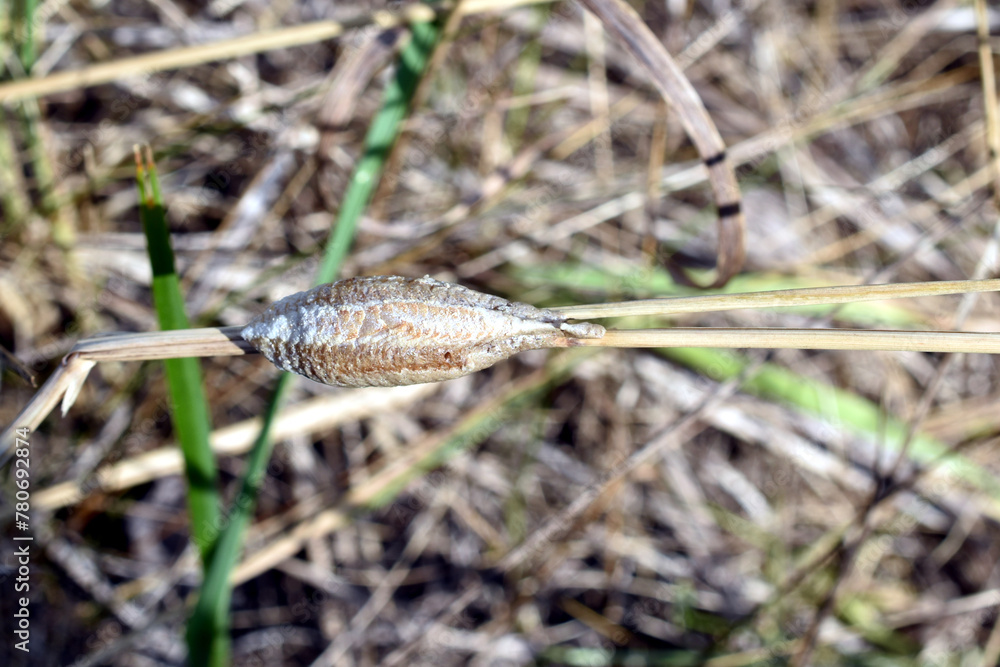 Cocoon with praying mantis larvae.