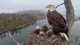 A Majestic Bald Eagle and Its Eaglets Sitting Their Nest. The Tranquil Expanse Of A Forested Wetland. Biodiversity, Birdwatching, and Wildlife Themes. AI Generated