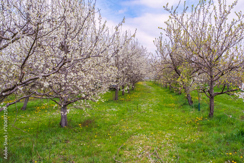 Blooming cherry trees under a white and blue sky in the Franconian Switzerland Germany