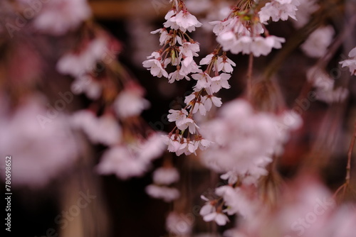 桜の競演　