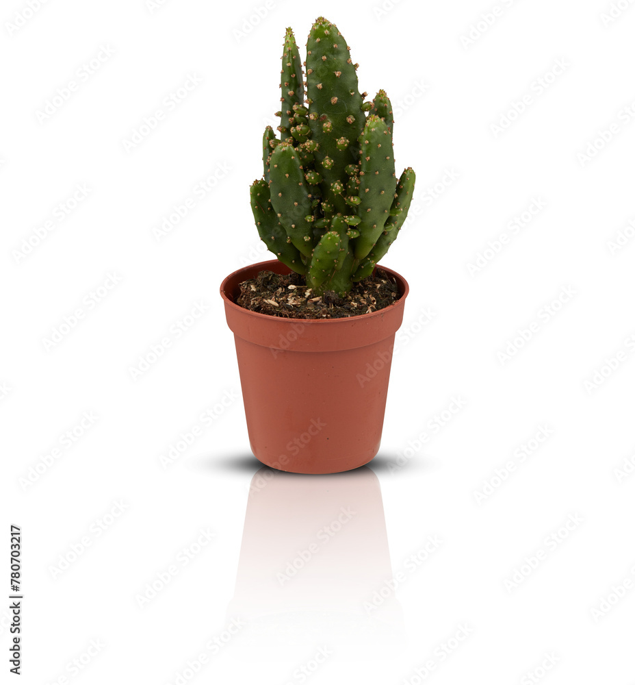cactus in a pot cut out isolated transparent background cactus in a pot cut out isolated transparent background