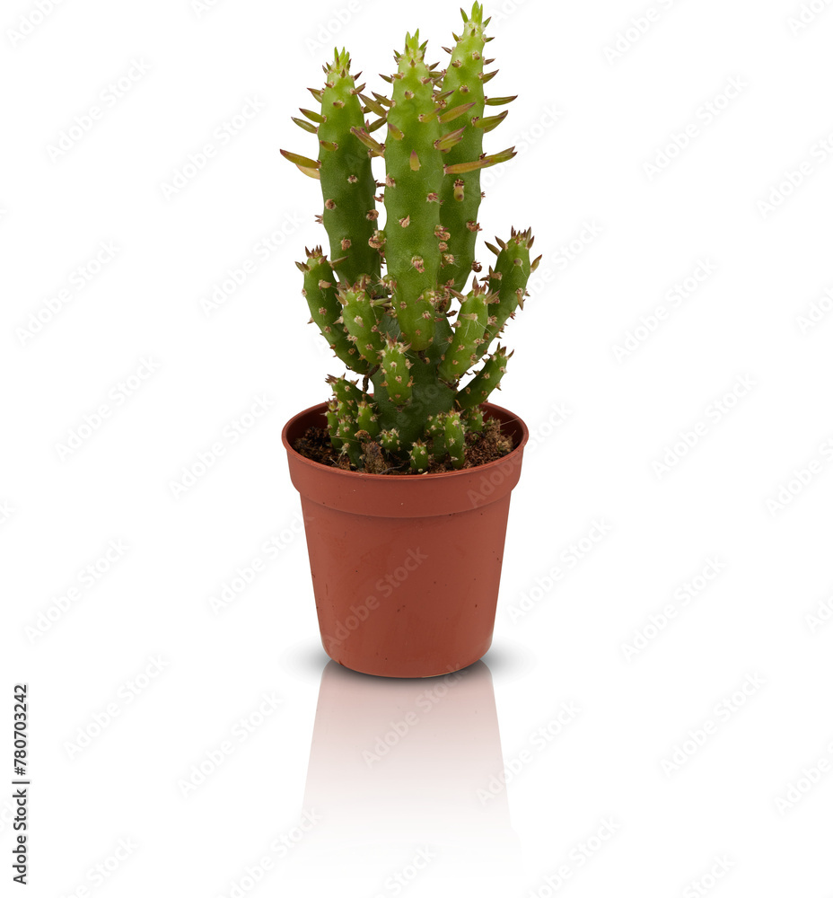 cactus in a pot cut out isolated transparent background cactus in a pot cut out isolated transparent background