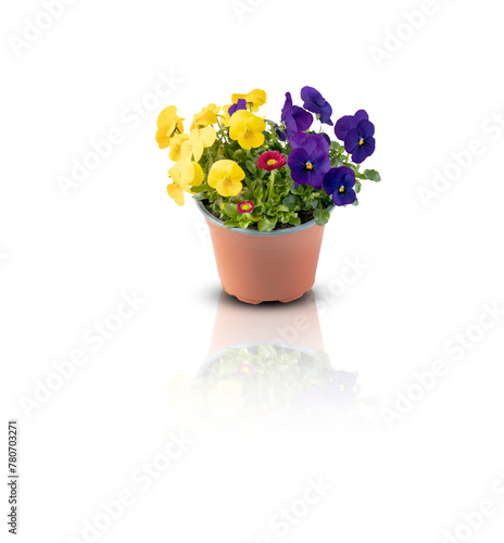 fresh flowers cut out isolated transparent background