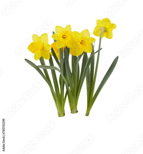 fresh flowers cut out isolated transparent background