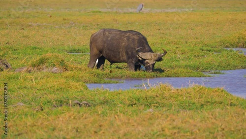 Cape buffalo (Syncerus caffer) bull grazing on the floodplain of the Okavango river, Namibia photo