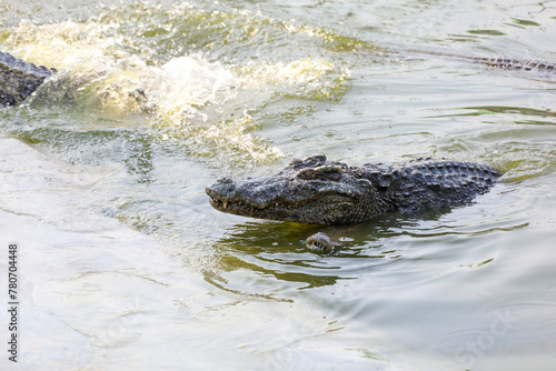 The salt crocodile swimming on the river near canal © pumppump
