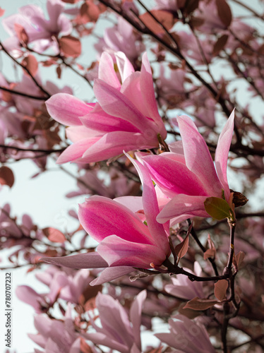 a branch of a pink magnolia in bloom  © joanna