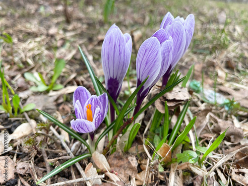 Crocuses (Crocus) in the spring in the Moscow region