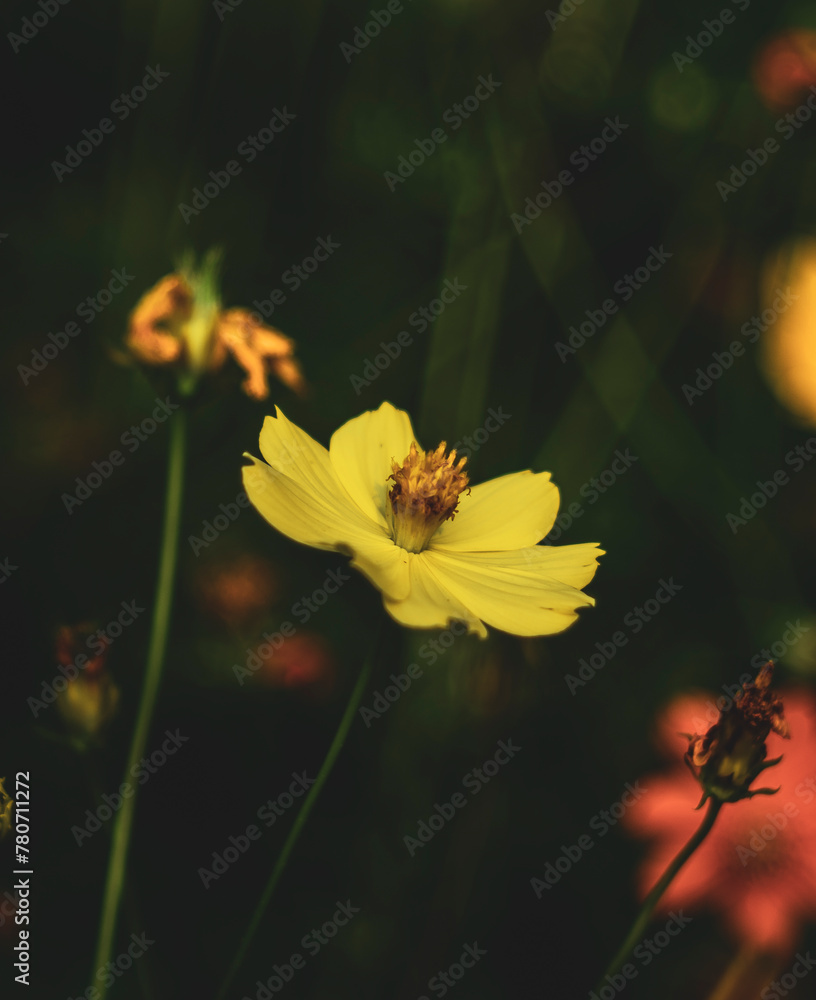sulfur cosmos and yellow cosmos.Sulfur cosmos Beautiful Delicate, Sulfur cosmo by the farmer's fence, yellow and red flowers are so beautiful, like a young girl. sulfur cosmos and yellow cosmos.Sulfur cosmos Beautiful Delicate, Sulfur cosmo by the farmer's fence, yellow and red flowers are so beautiful, like a young girl.