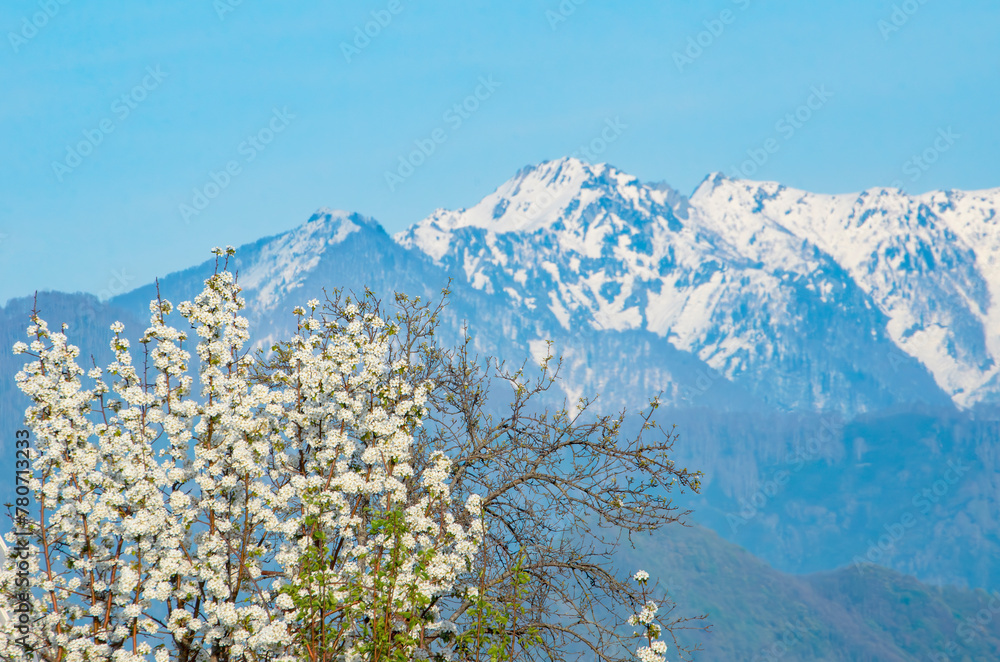 flowering trees against the backdrop of snowy mountain peaks flowering trees against the backdrop of snowy mountain peaks