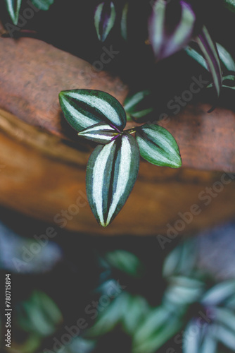 ormerly known as Zebrina pendula, is a species of creeping plant in the Tradescantia genus. Common names include silver inch Tradescantia zebrina photo