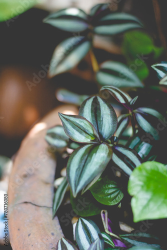 ormerly known as Zebrina pendula, is a species of creeping plant in the Tradescantia genus. Common names include silver inch Tradescantia zebrina photo