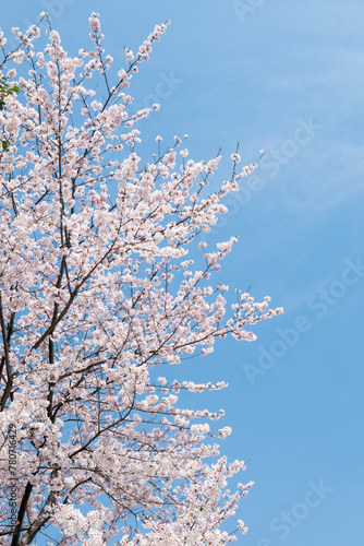 Cherry blossom tree in full bloom © eyetronic
