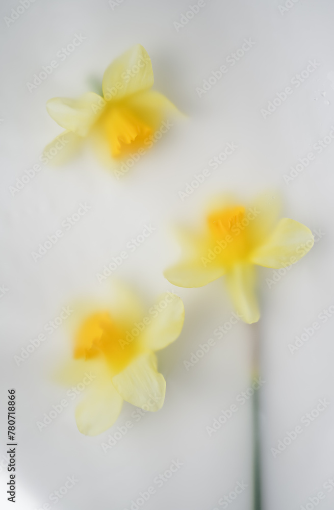 Naklejka premium Composition with garden yellow daffodils on light background in soft blurred filter. Floral background