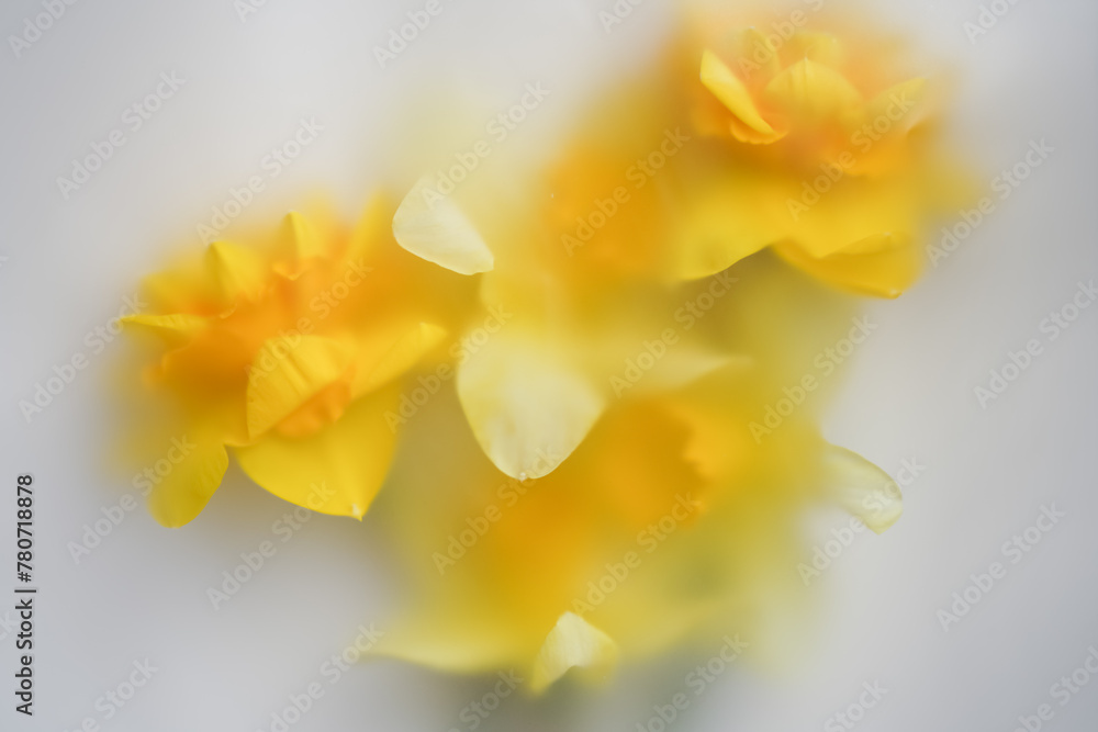 Fototapeta premium yellow narcissus flowers on white background in soft blur filter