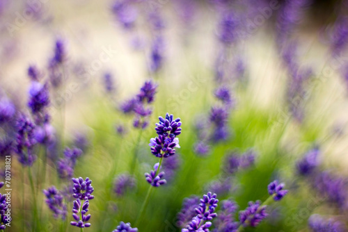 Fototapeta Naklejka Na Ścianę i Meble -  lavender flowers in the garden - soft focus
