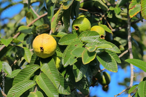 Apple or lemon guava -Psidium guajava- yellow fruits cultivated in the Valle de Viñales Valley, seen while ripening on the tree. Viñales-Cuba-158 photo