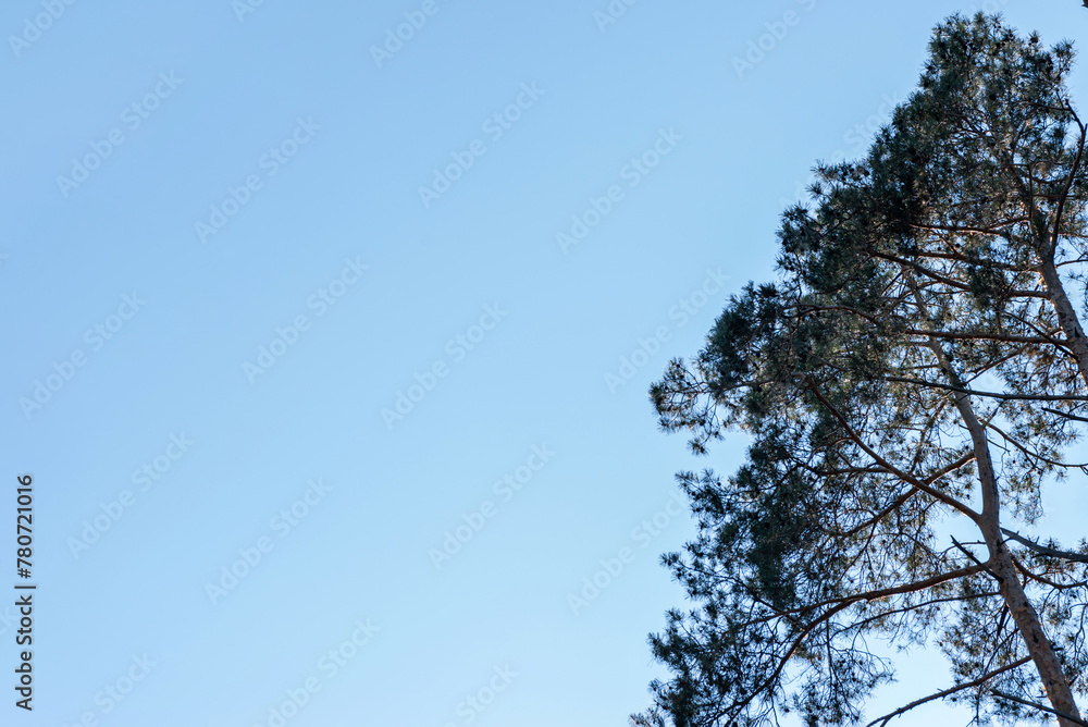 Top of green spruce tree in clear blue sky, view from below, summer nature background, copy space Top of green spruce tree in clear blue sky, view from below, summer nature background, copy space