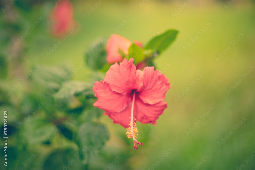 The colors of Japanese Hibiscus rosa-sinensis flowers are very rich from red, pink, red, purple, white so Hibiscus rosa-sinensis is easy to choose your favorite color. The colors of Japanese Hibiscus rosa-sinensis flowers are very rich from red, pink, red, purple, white so Hibiscus rosa-sinensis is easy to choose your favorite color.