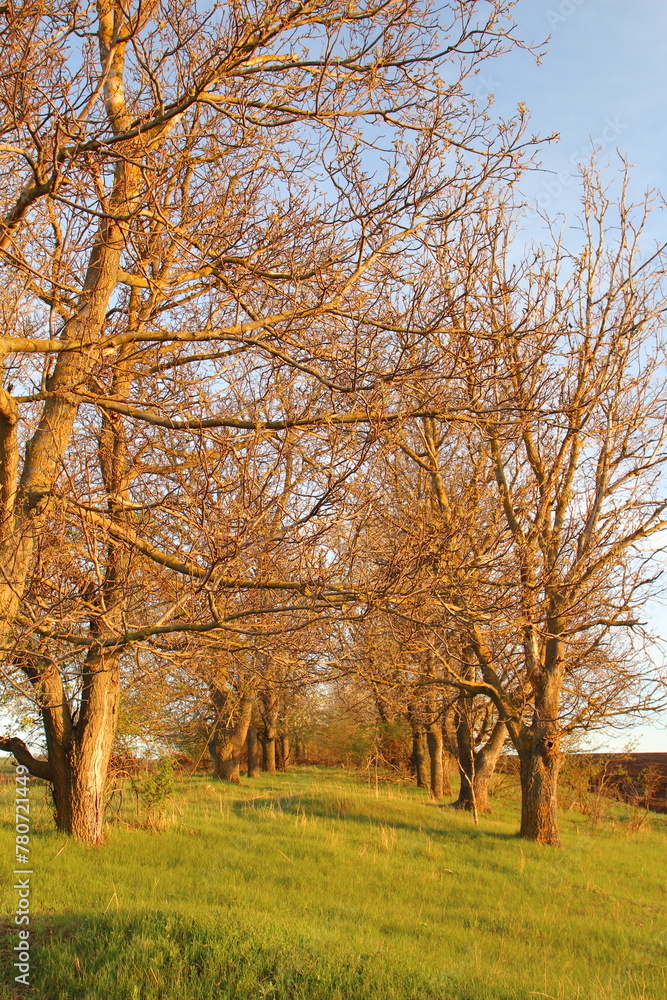 A field with trees on it