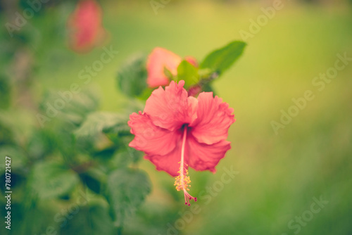 The colors of Japanese Hibiscus rosa-sinensis flowers are very rich from red, pink, red, purple, white so Hibiscus rosa-sinensis is easy to choose your favorite color.